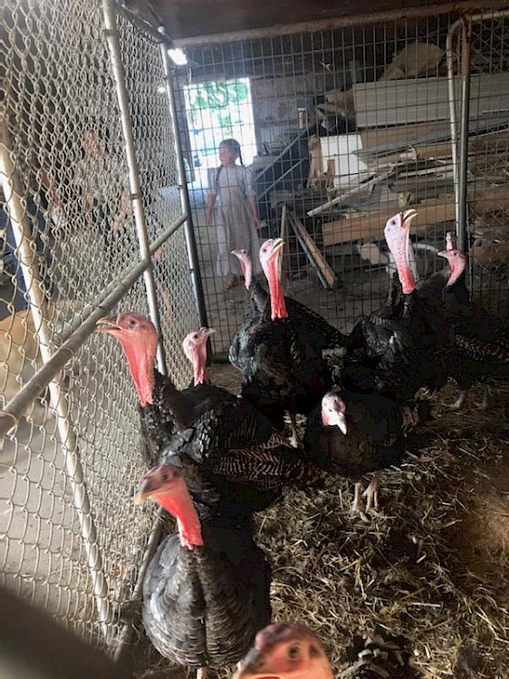 Jerry's Turkeys